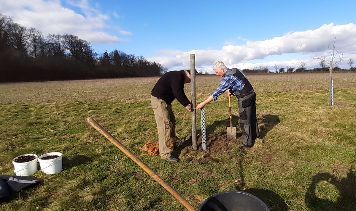 Unser Fachwart Gerhard Rapp und Otto Werner beim pflanzen einer Esskastanie
